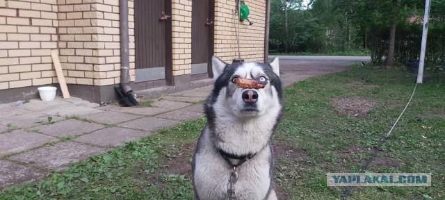 В - воспитание