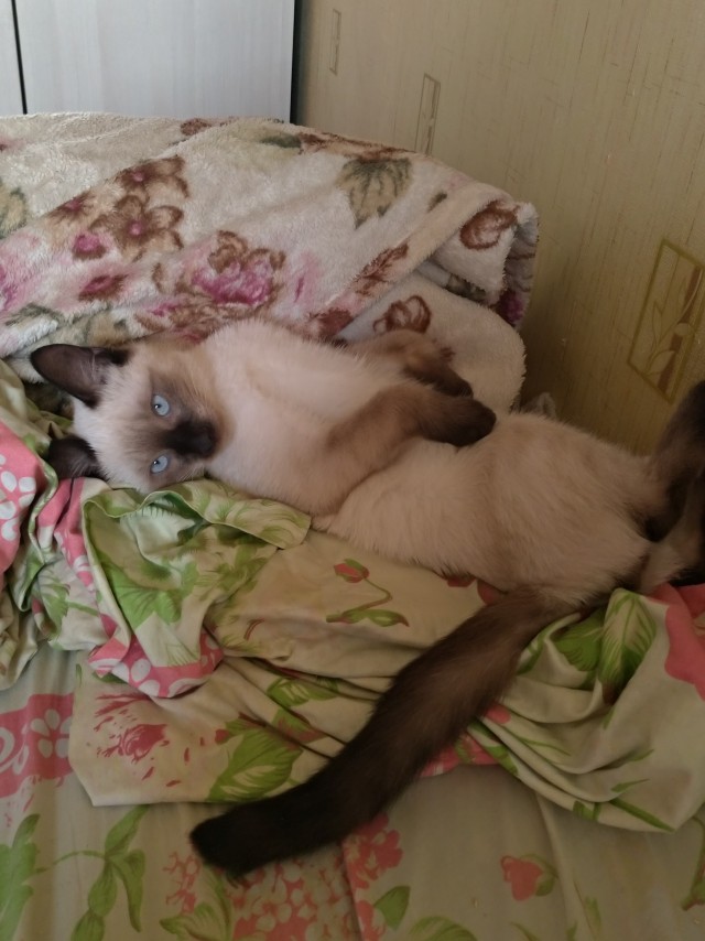 Смешные коты 25.08.20