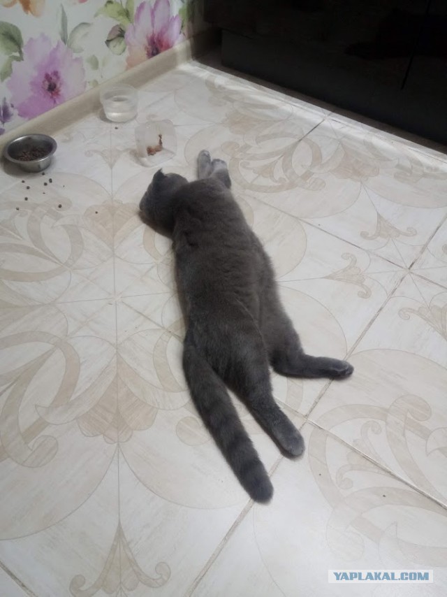 Котовторник.