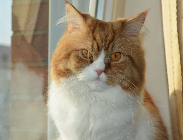 Кот, который не любит Новый год