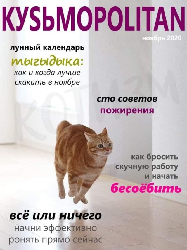 Кошатникам