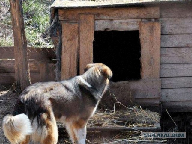 Фотожаба: Собака с Девушкой