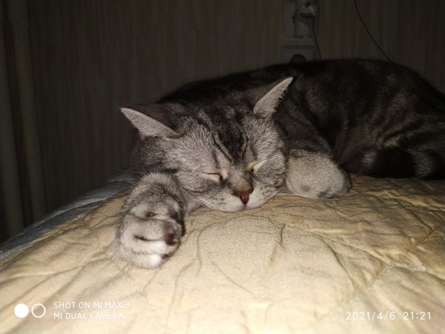 Котовторник!