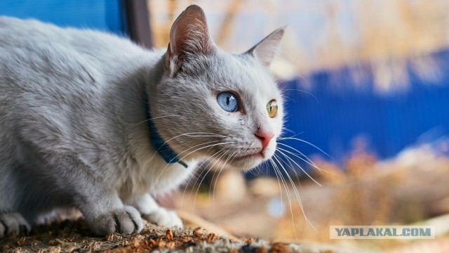 Котовторник!
