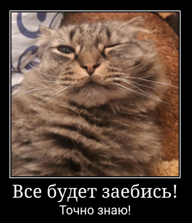 Котовторник же очередной