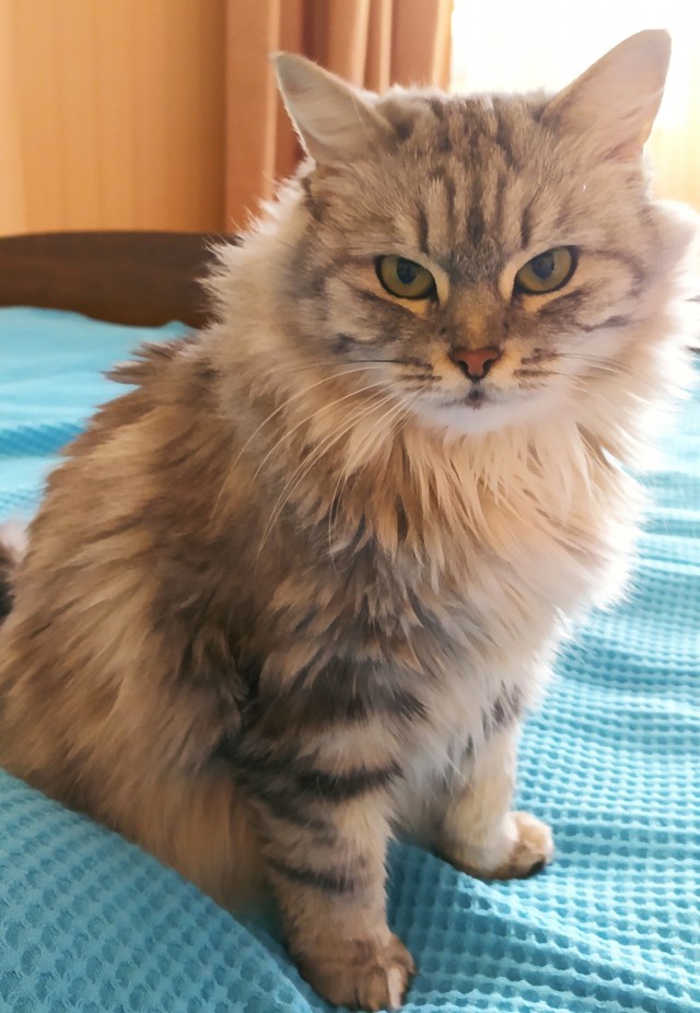 Котовторник 05.10.21 г