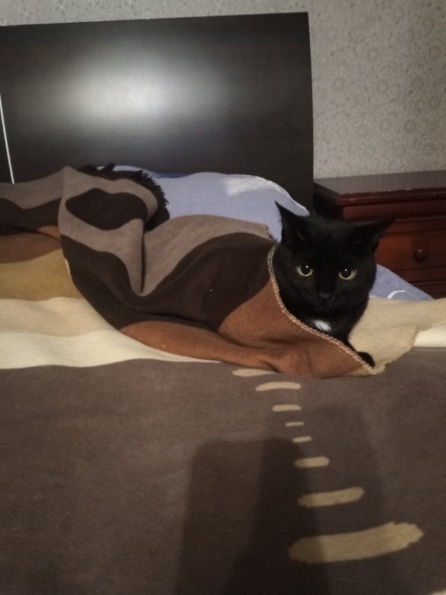 Вторник. Котэ. Пора