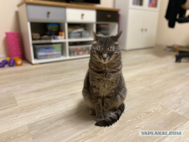 Котовторник. Февраль