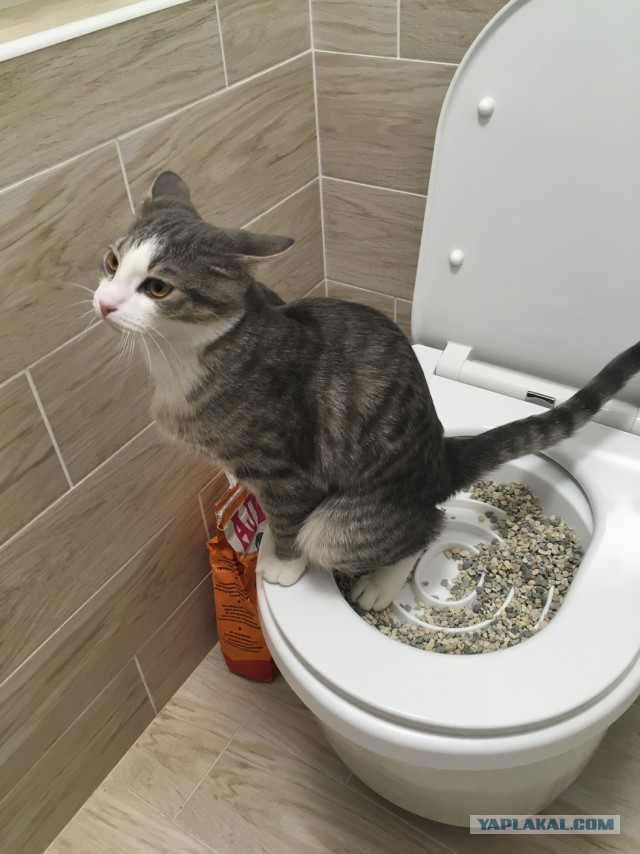 Котовторник. Картинки и буквы 08.02.22