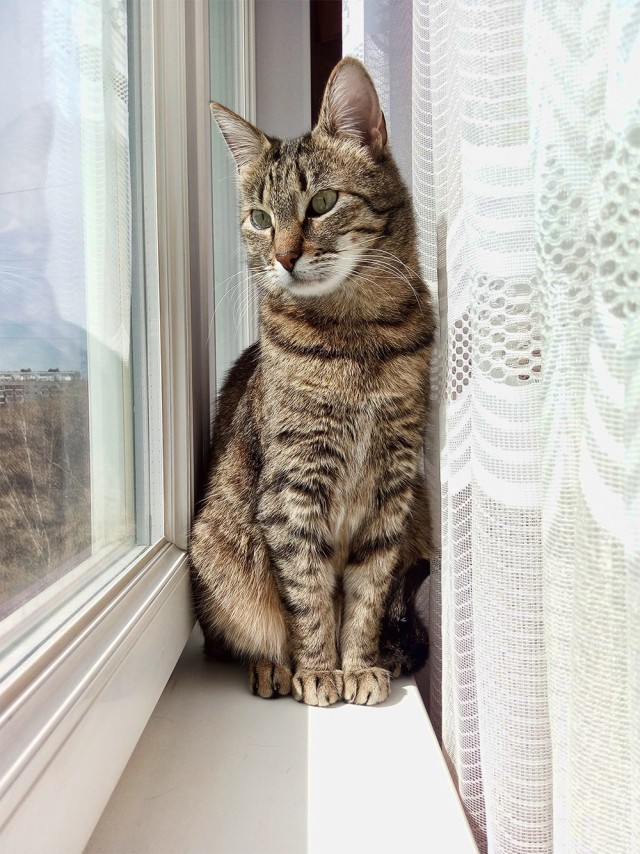 Котовторник ведь начался!