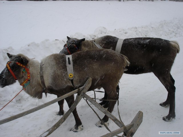 встреча на дороге