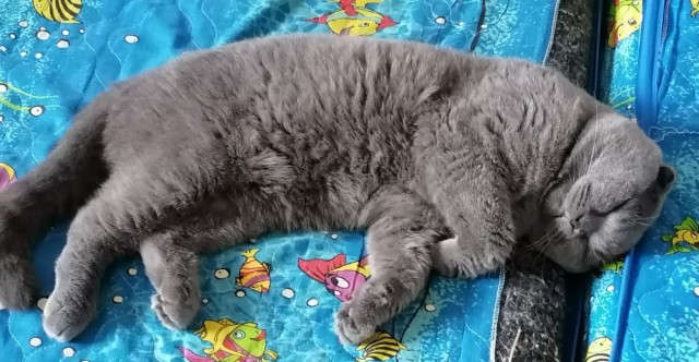 Они для нас - страница в жизни... Котовторник.
