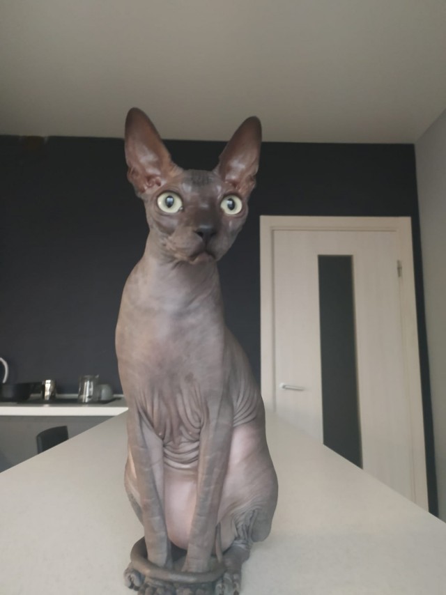 Ура! Котовторник.