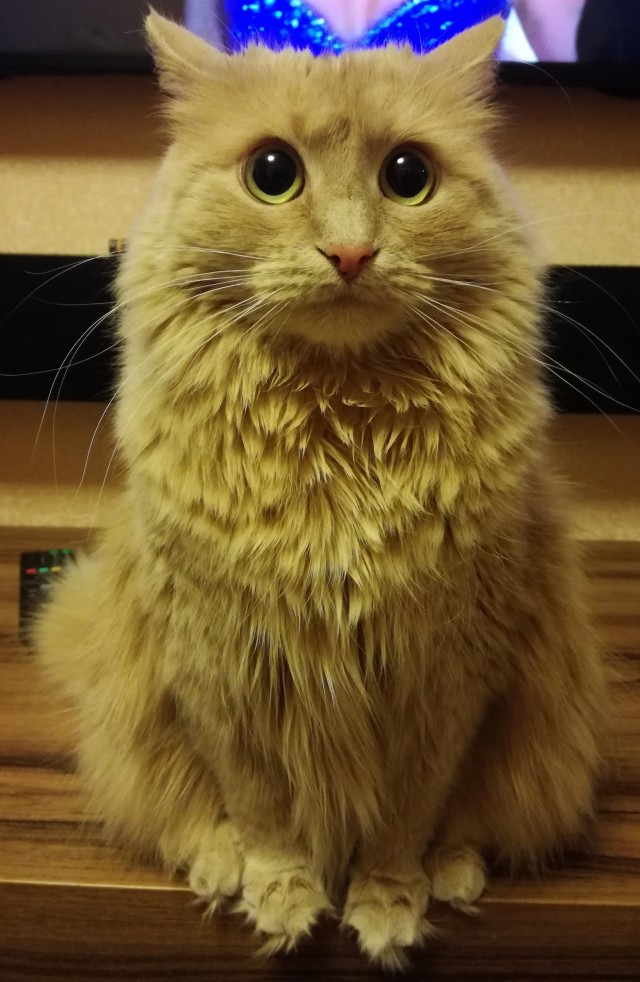 Вторник, сэр кот