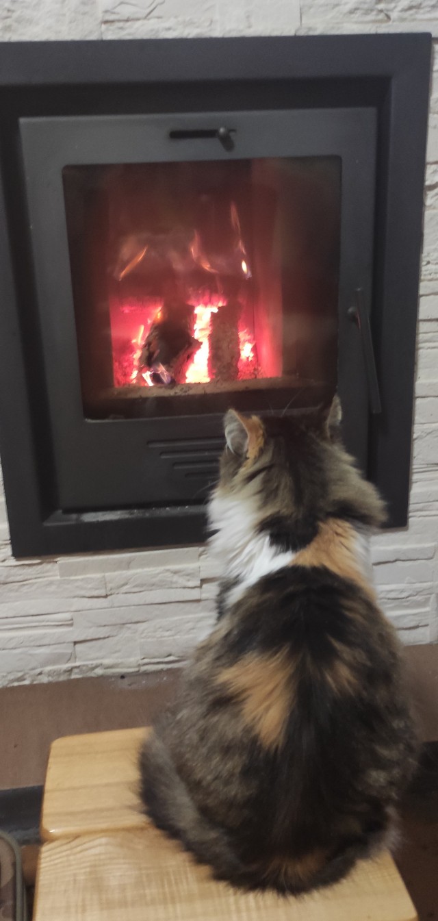 Мой котовторник