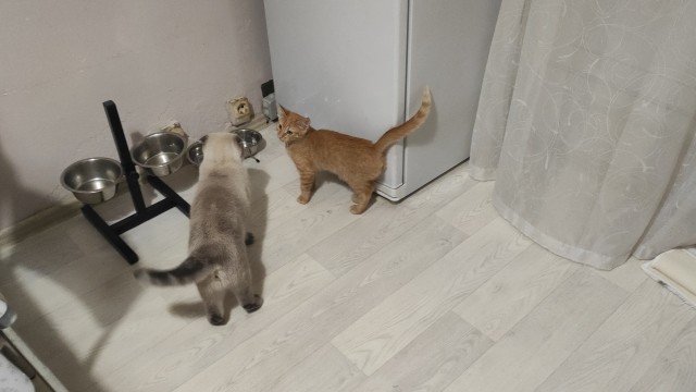 Доброе утро, ЯП