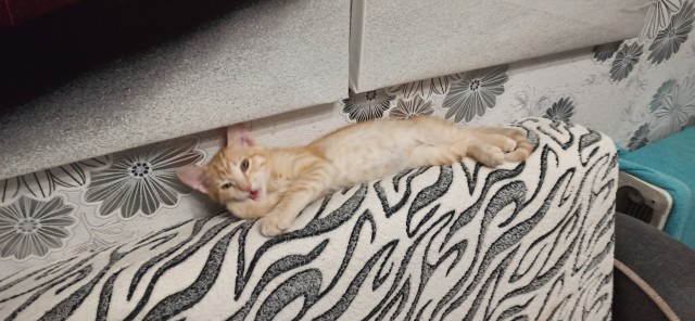 Коточетверг!