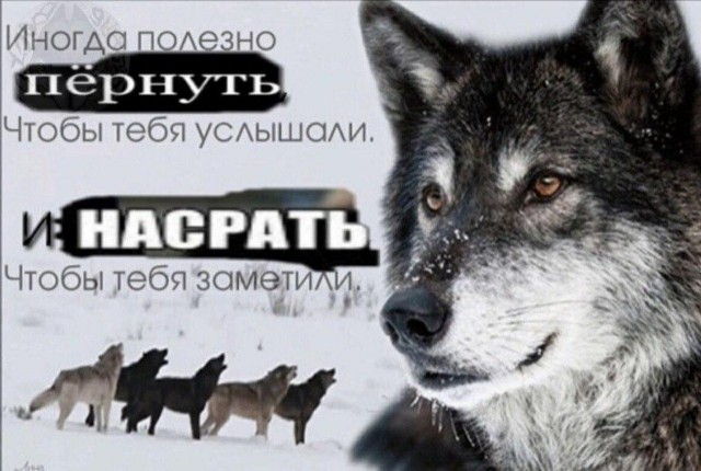 Бесит, когда срёшь на рельсы, показывая дух бунтарства и свободы, а тебе мешают волки
