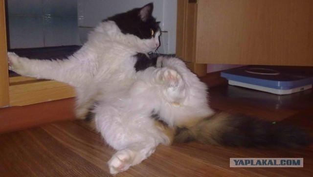 Котовторник 09.04.2013