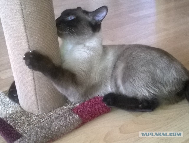 Обманули котика