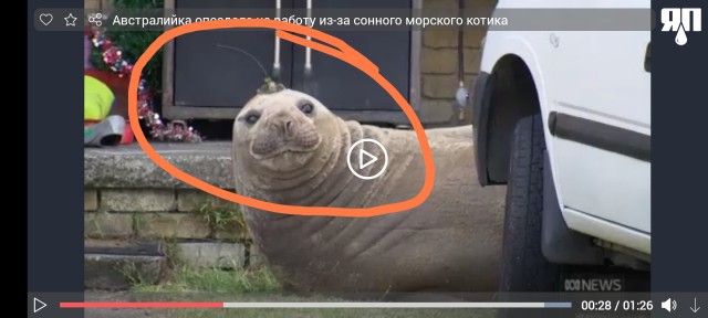 Австралийка опоздала на работу из-за сонного морского котика