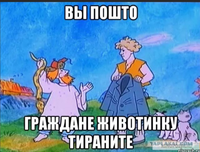 Мейн-куны и слабое сердце.
