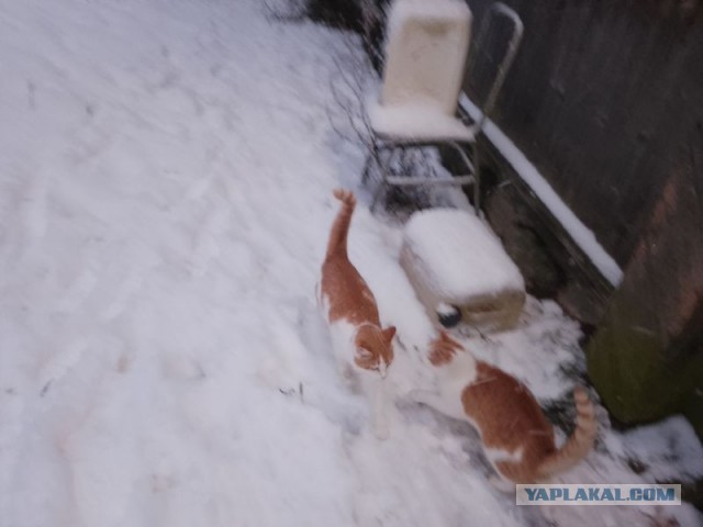 Жизнь домашнего приюта для котеек 474