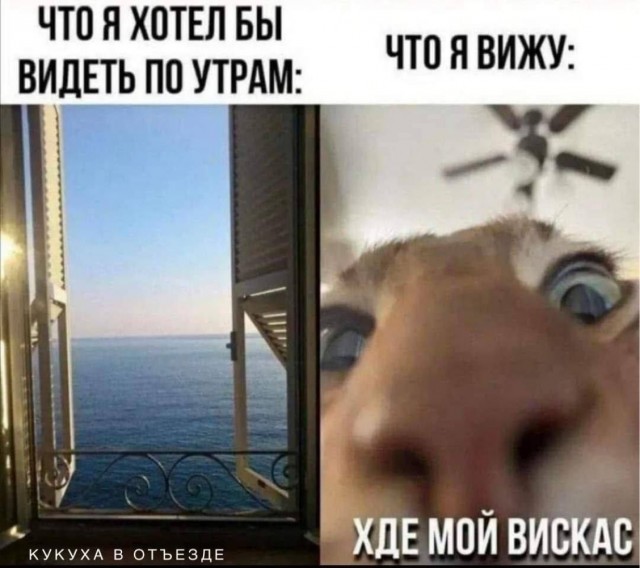 Котовторник в картинках