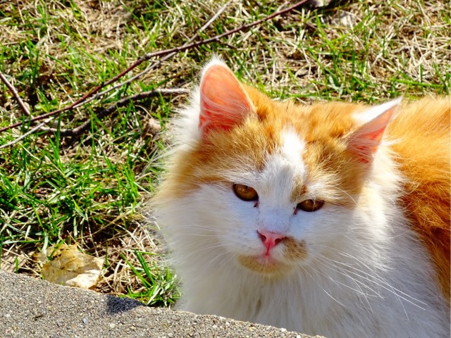 Котовторник продолжается
