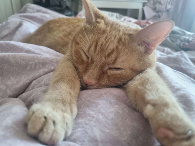 Котопаралич 1 степени