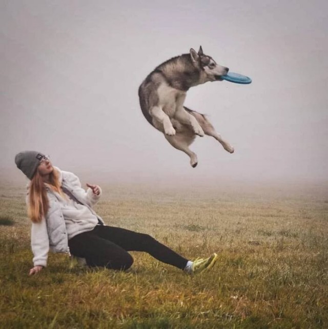 Пёсель в прыжке, который так и просится на фотожабу!