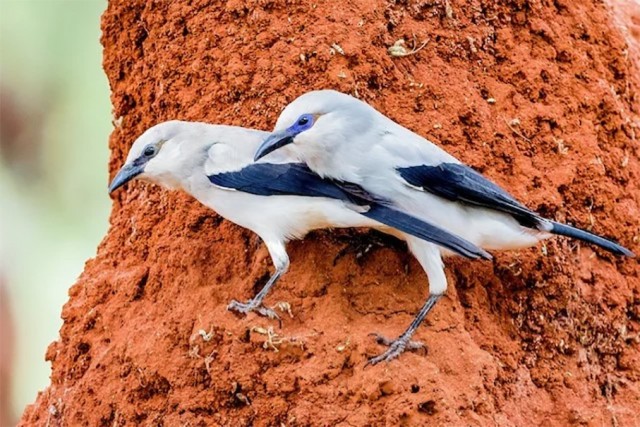 Кустарниковые вороны