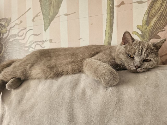 Котовторник