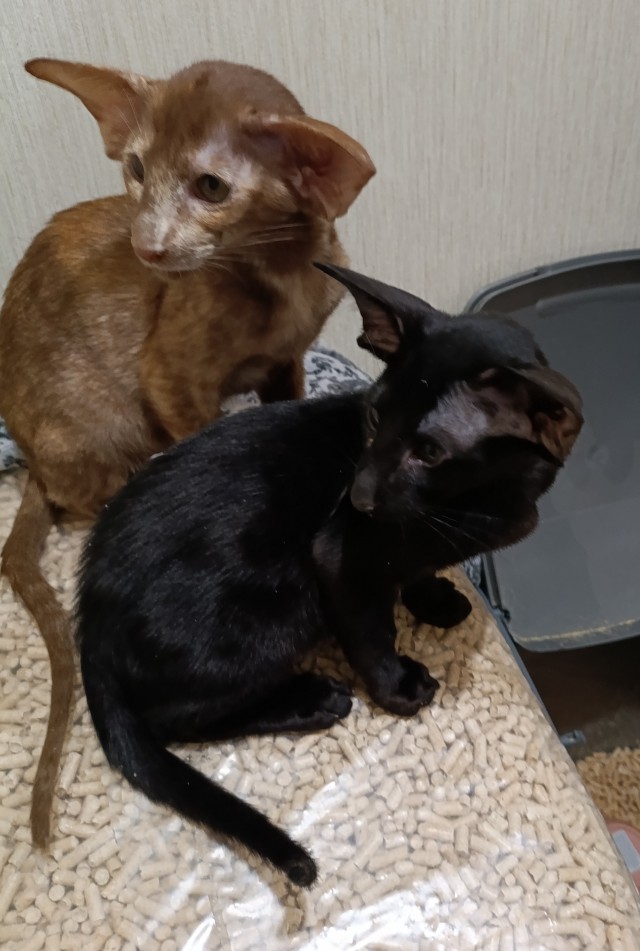 Котовторник.Наши модели