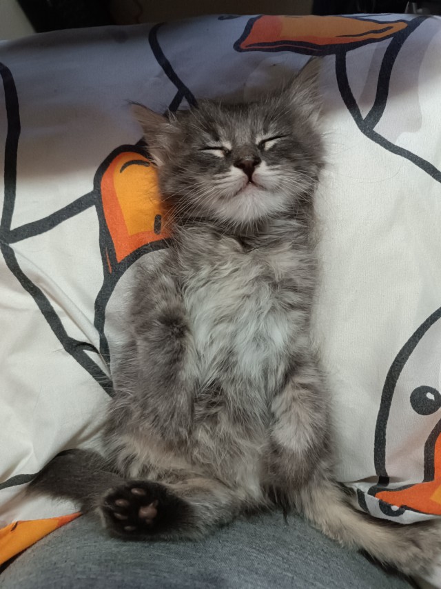 Кот мейн-кун, о котором не заботились