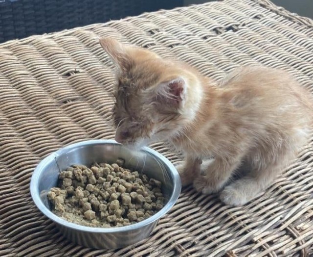 Котëнок-заморыш стал красивой кошкой