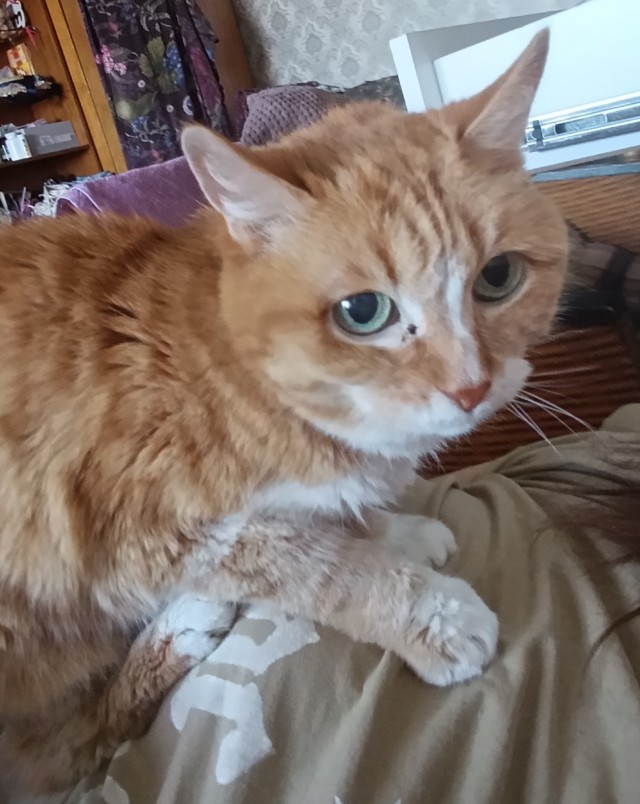 Ночное кормление котов