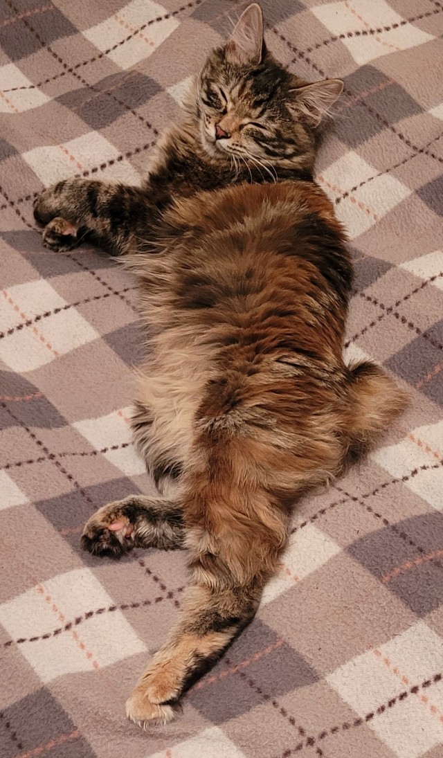 Котовторник,  кот Марс.