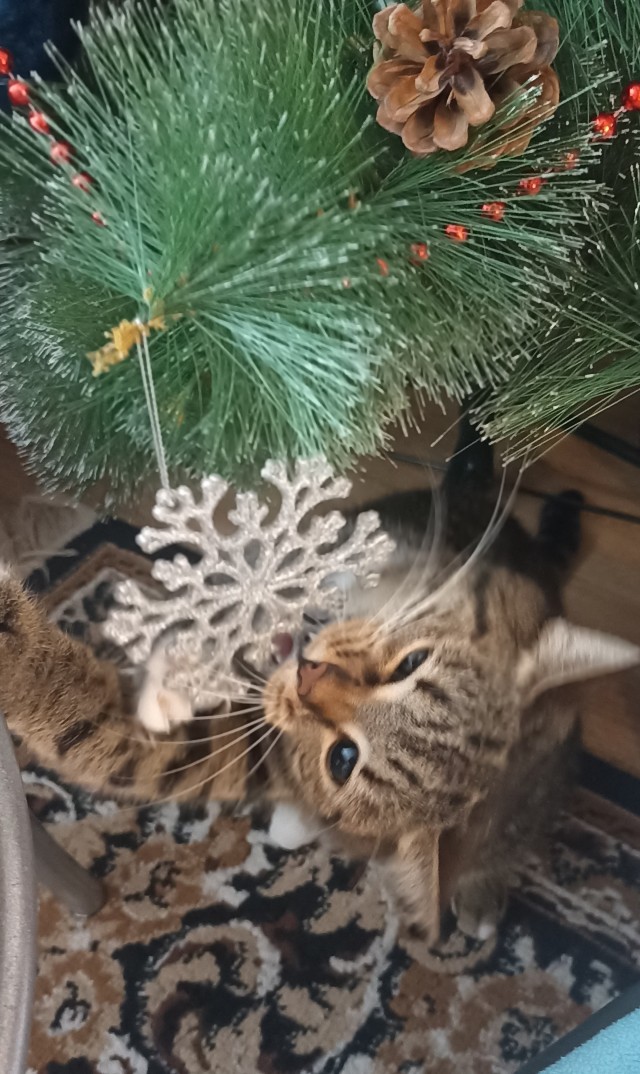 Мой кот
