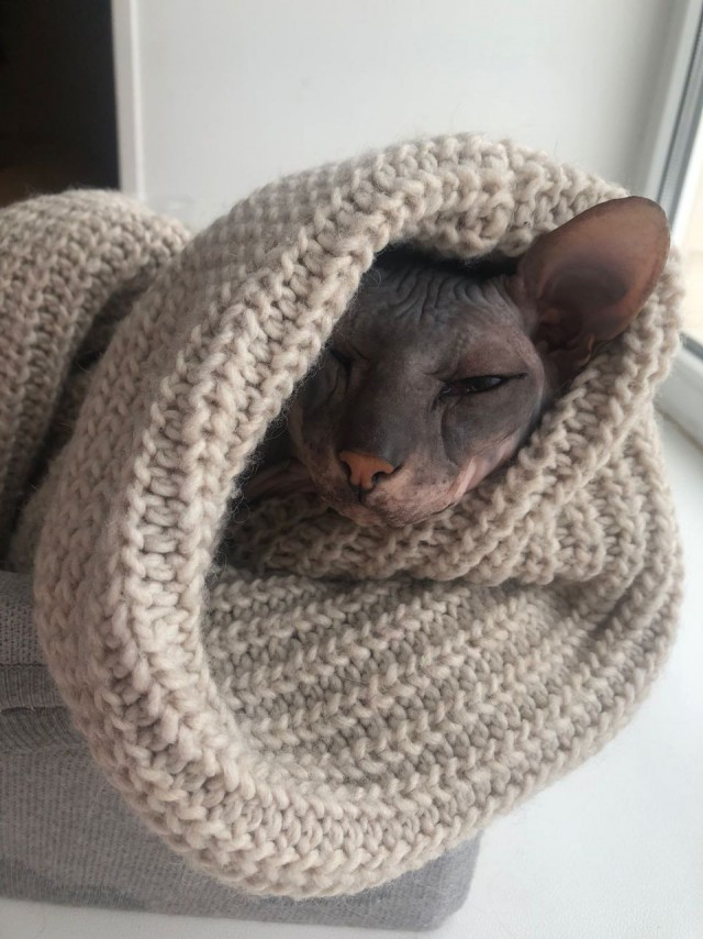Мой кот