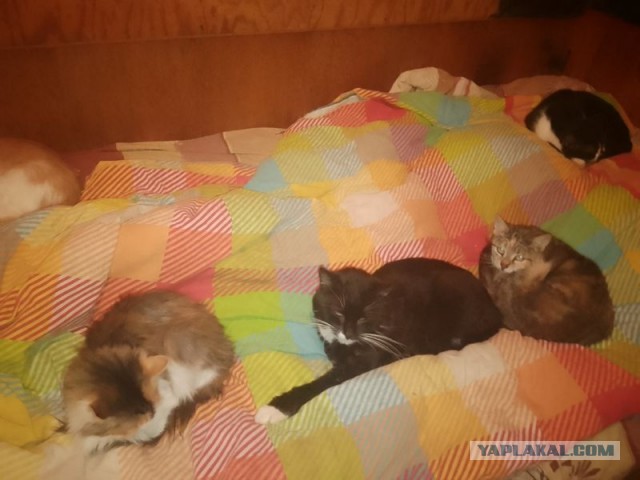 Жизнь домашнего приюта для котеек 571