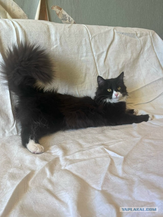 Котейка на укотовление