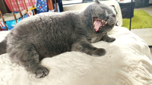 Котофторник жеж