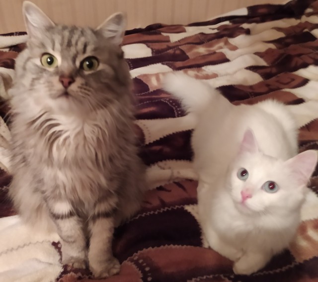 Котоуженевторник)