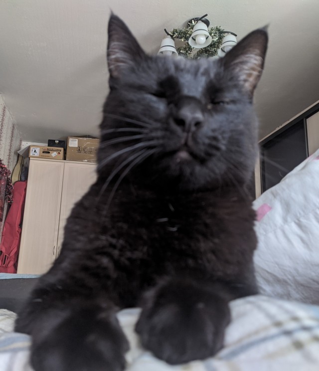 Котовторник же, хватит спать!