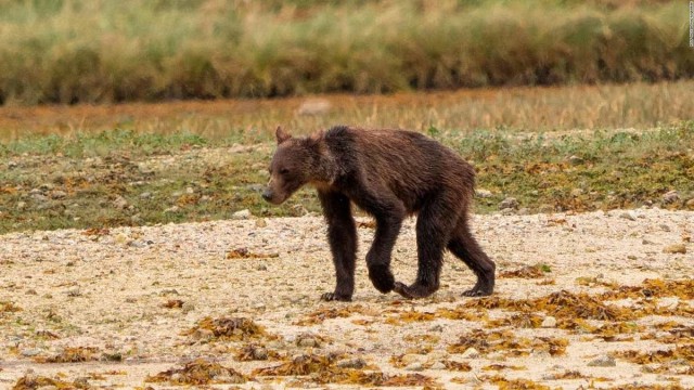 На Камчатке сократят вертолётные экскурсии ради медведей