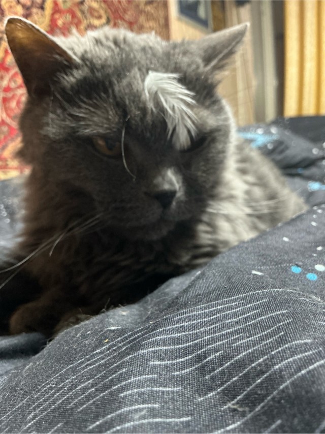 Котовторник!