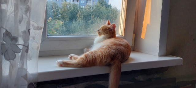 Очередной котовторник