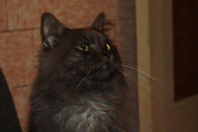 Котовторник 22.10.2013