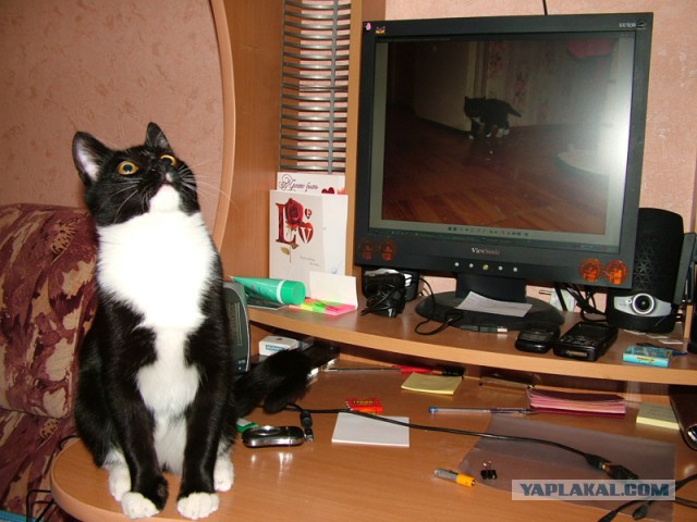 Котовторник 25.02.2014